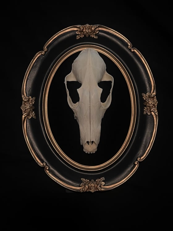 Image of Fox Skull 