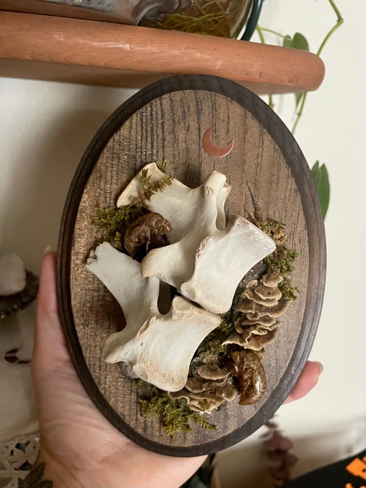 Image of Cicada spinal plaque