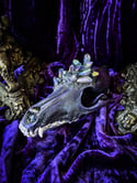 Grey Rainbow Aura Quartz & Carborundum- Coyote Skull