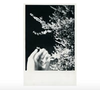 Image 1 of NIGHT BLOSSOM (UNIQUE)