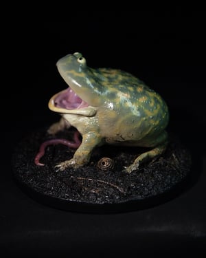 Budgett’s Frog Model II 