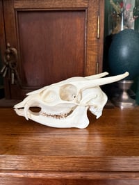 Image 2 of muntjac button buck