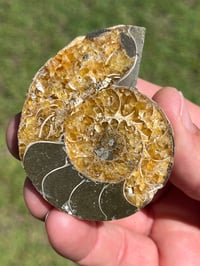 Image 2 of Ammonite Fossil Pair | Madagascar #2903