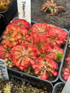 Drosera x 'tokaiensis'
