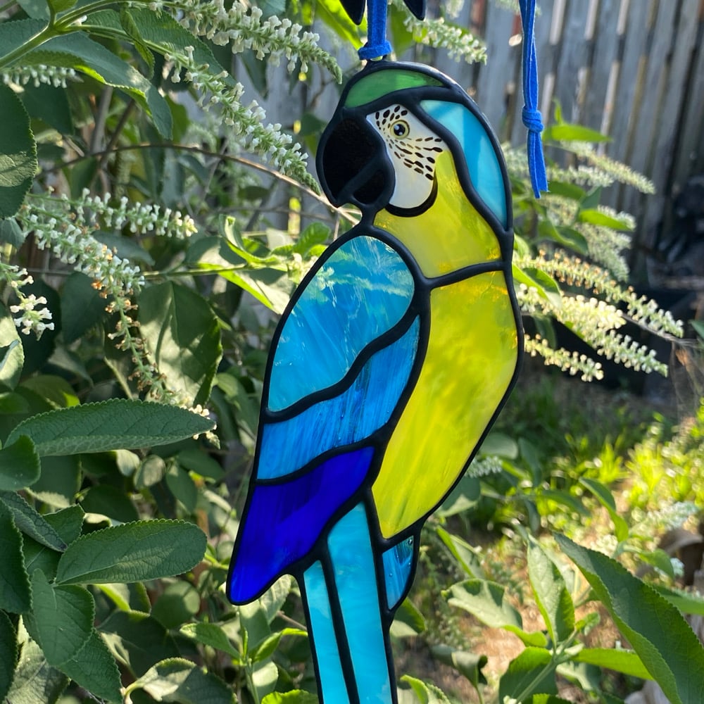 Image of Blue and Gold Macaw