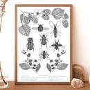 Image 3 of Flora & Fauna prints