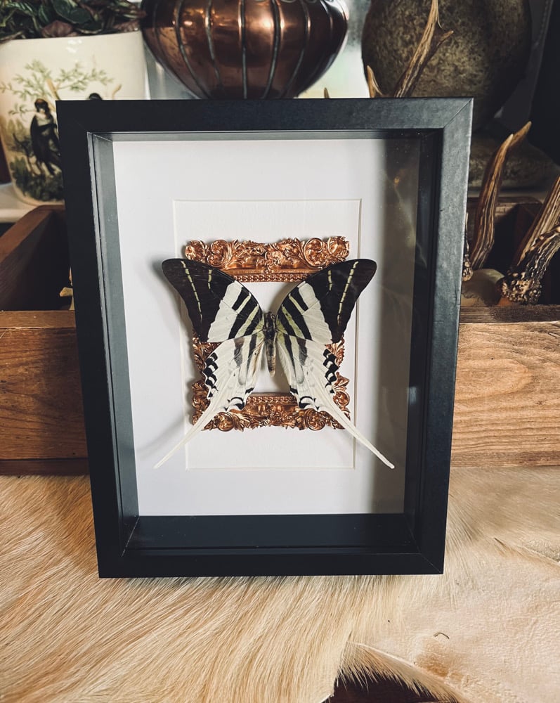 Image of “Graphium Androcles” Giant Swordtail Butterfly 