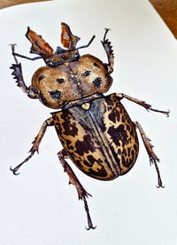 Image 4 of Rhyssonotus nebulosus ORIGINAL ARTWORK