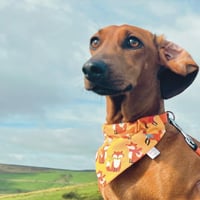 Image 3 of Dachshund squirrel bandana
