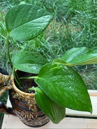 Image 2 of Golden Pothos in 1840 Rockingham Harbor Pottery Hound Dog Ceramic Mug