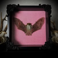 pink bat frame