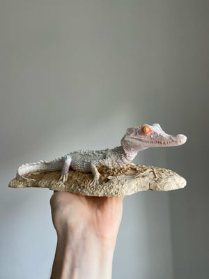 Albino Dwarf Caiman