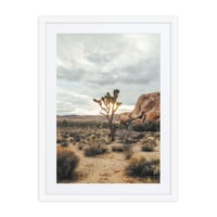 Image 2 of Joshua Tree
