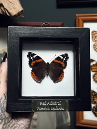 Image 3 of Red Admiral Butterfly Frame