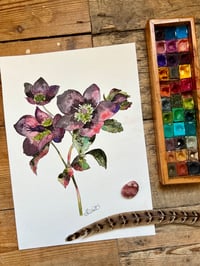 Image 4 of "Hellebore" Original