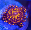 Nightmare zoa