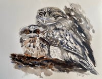 Tawny Frogmouths