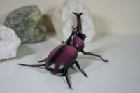 Image 5 of Japanese Rhino Beetle