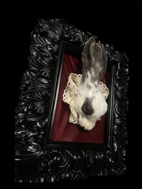 Image 1 of Rabbit head 