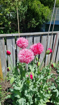 Image 2 of Peony Poppy seed
