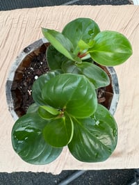 Image 1 of Baby Rubber Plant in Rustic Wooden Pot 