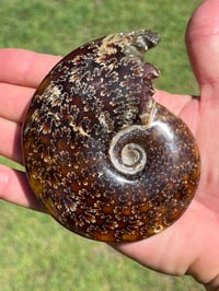 Image 4 of Ammonite Fossil | Madagascar #2921