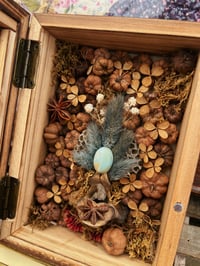 Image 3 of Vertebrae Garden Curiosity