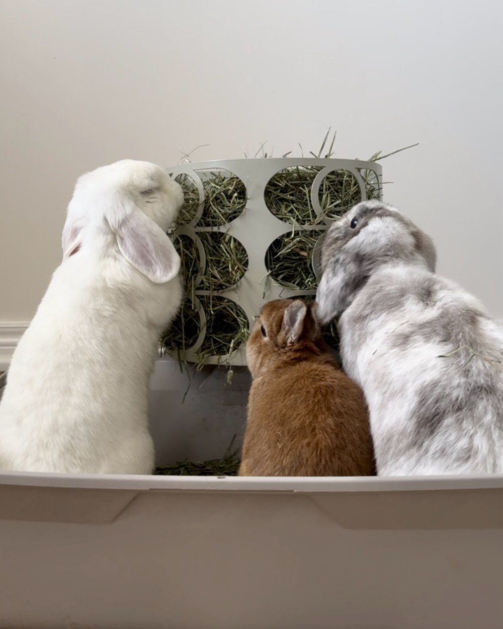 Diy Rabbit Litter Box Best Hay Rack For Rabbits Rabbit Litter Box