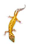 Bold High Contrast Tangerine Raptor (B2- 09)