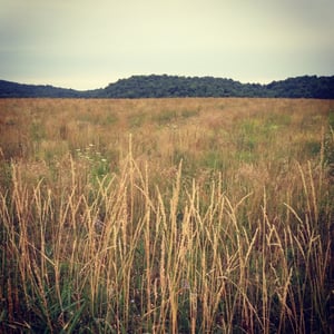 Image of Vermont Meadow