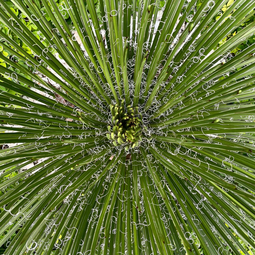 Image of Patterns of Medellin