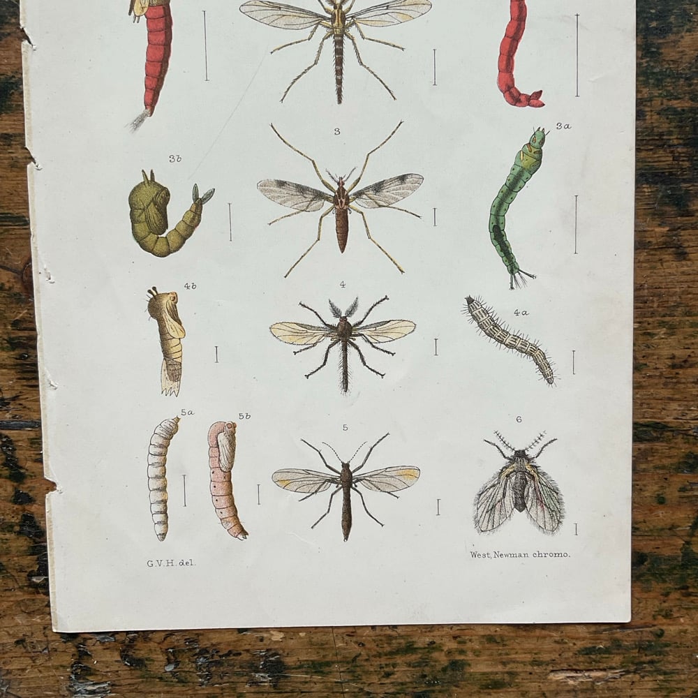 Image of Bugs no.3