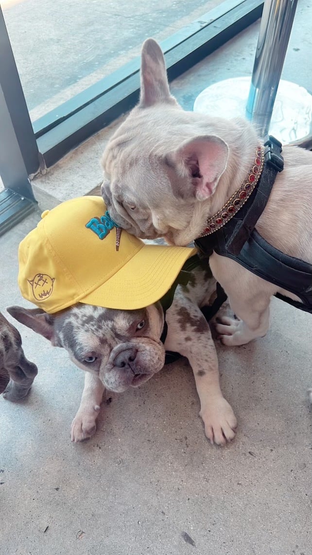 Cotton Candy BAGS Hat Image 5