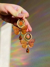 Image 3 of 🌛🧡Monarch Moons🧡🌜