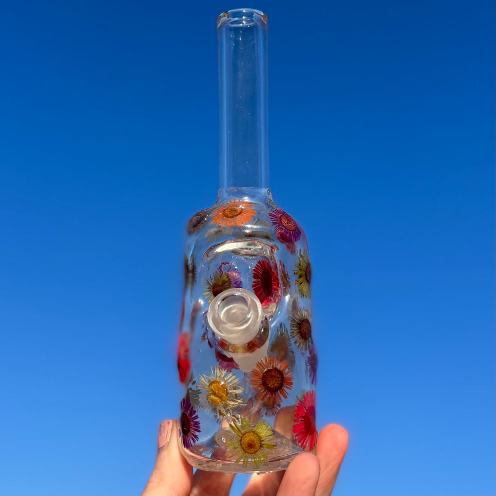 Image of american blown w/ fleabane 🌸