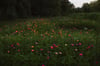Wildflower Minis