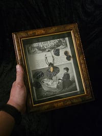 Image 2 of Statement "Lullaby"  1897 Taxiderny orbweaver Spider & Preserved Web