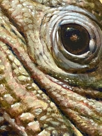 Image 4 of The Shedding