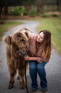 Image 2 of Scottish Highland Cow OR cute baby cow photo shoot 