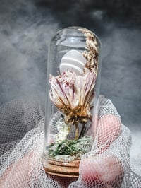 Image 3 of Fertilized parakeet egg never hatched 