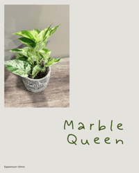 Marble Queen