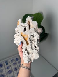 Image 1 of XL AGATIZED CORAL SLAB -FLORIDA- D