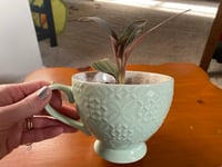 Image 1 of Jewel Orchid in Seafoam Green Teacup