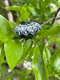 Image 7 of Floating Lotus