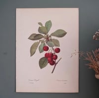 Image 8 of Planches  Anciennes les fruits de Redouté