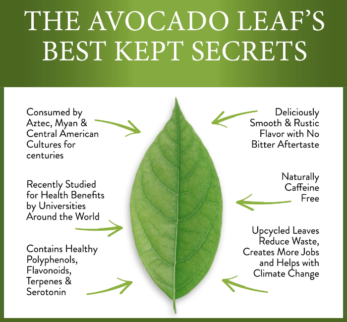 ALLIGATOR PEAR Freeze-Dried Avocado Fruit & Leaf Tea. Heart-Osteoporosis-Depression-Respiratory