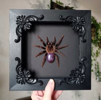 Image 1 of The spider with amethyst abdomen