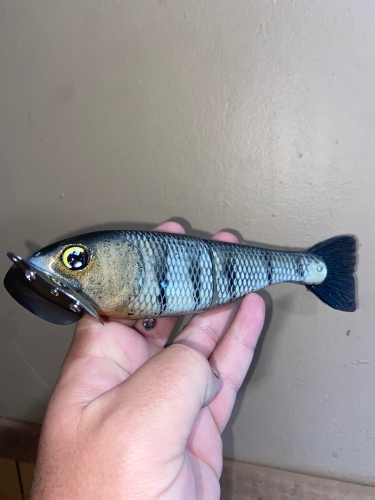 Jitter trout - Image 2