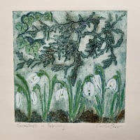Image 1 of Snowdrops in February 