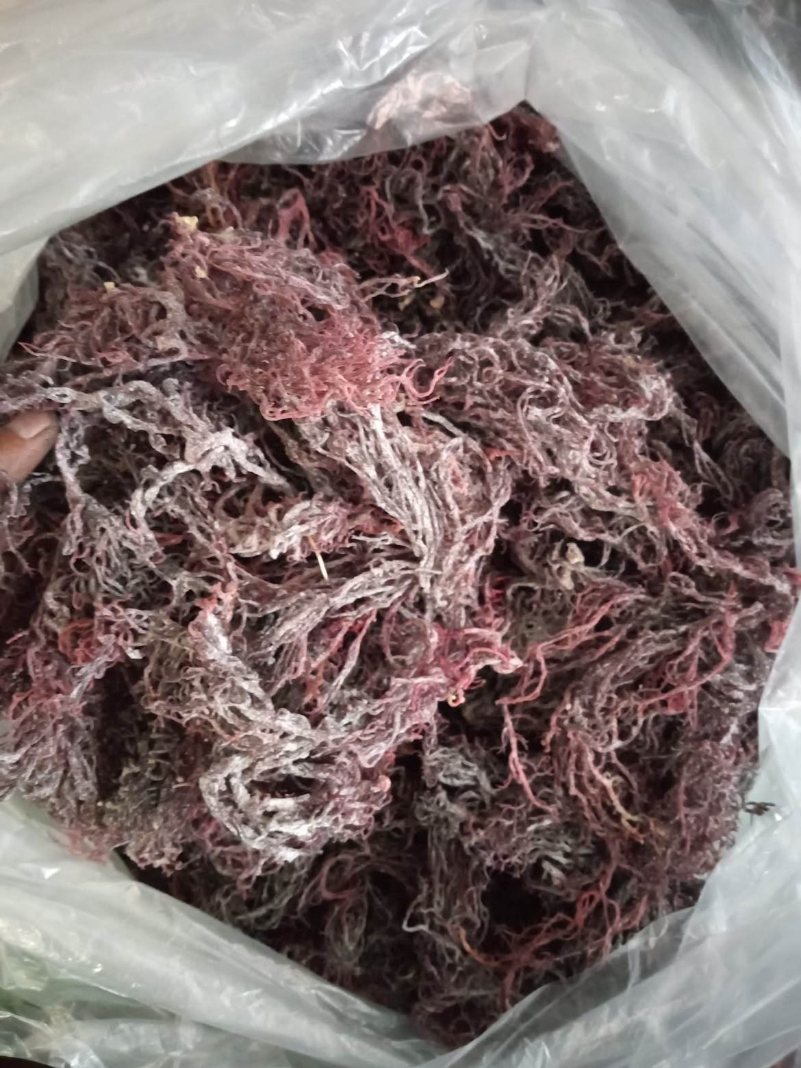 Image of 1 pound of St Lucian Purple seamoss  dried